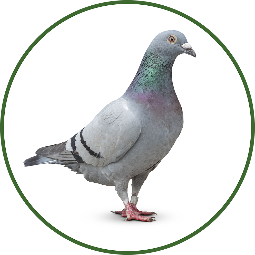 Dove Icon Png (1000x1000), Png Download