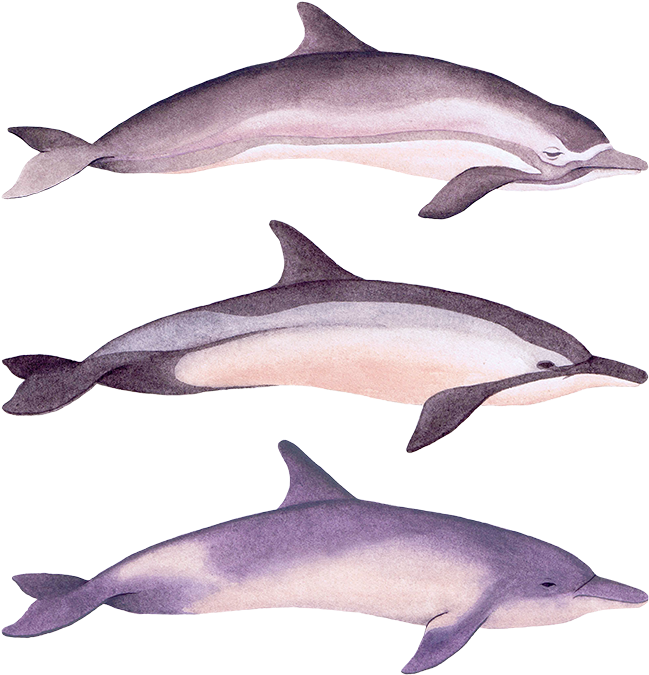 Dolphins (750x750), Png Download