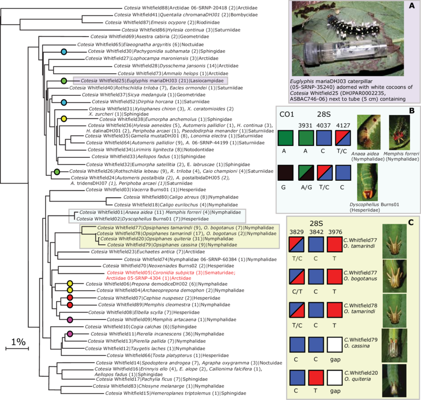 Nj Tree With 1 Representative For Each Of The 53 Provisional (850x806), Png Download