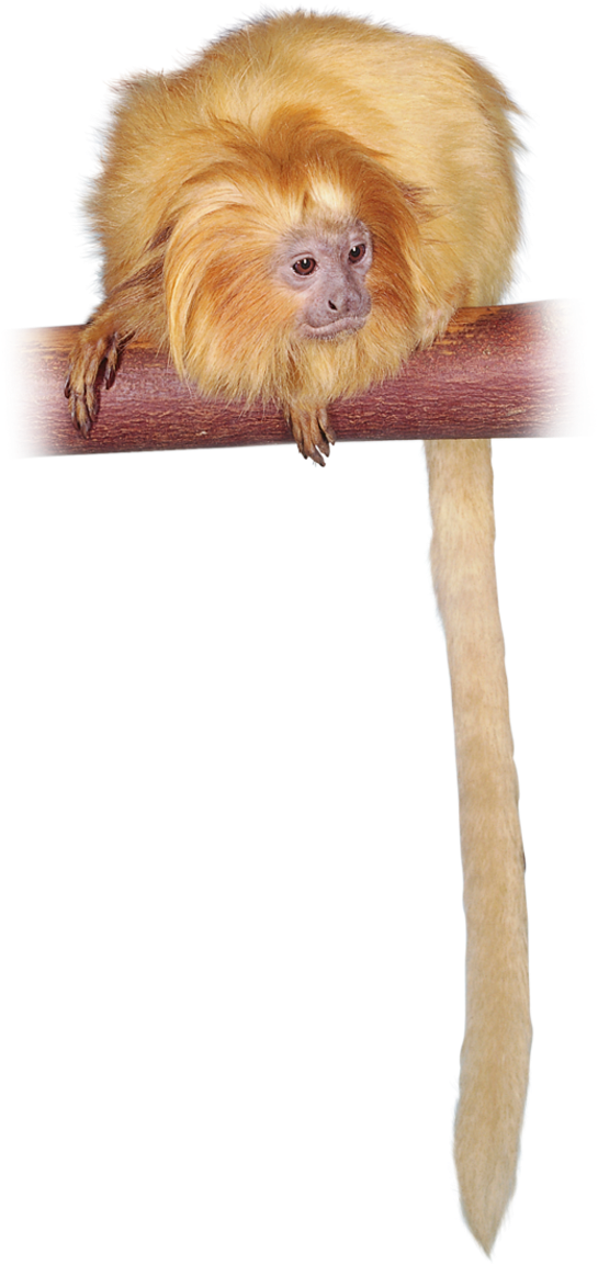 Golden Lion Tamarin Golden Lion Tamarin, New World (640x1187), Png Download