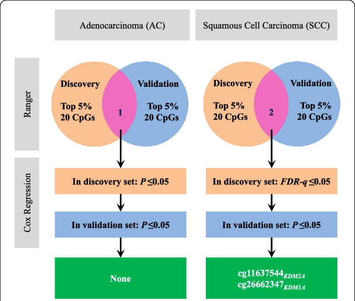 Adenocarcinoma And Squamous Cell Carcinoma Samples (702x596), Png Download