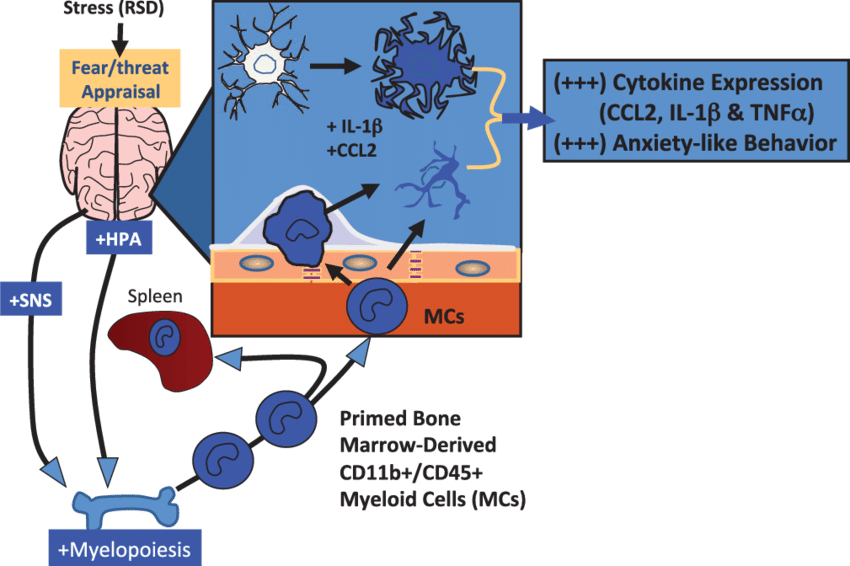 Microglia And Cd11b /cd45 Mcs Contribute To Social (850x566), Png Download