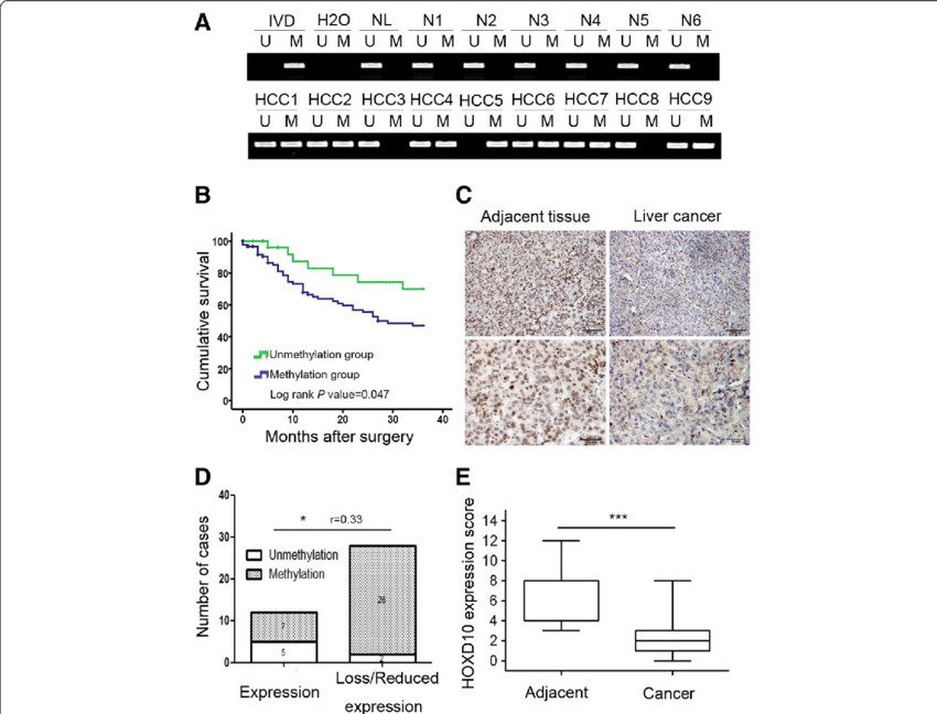 The Expression And Methylation Status Of Hoxd10 In (850x648), Png Download