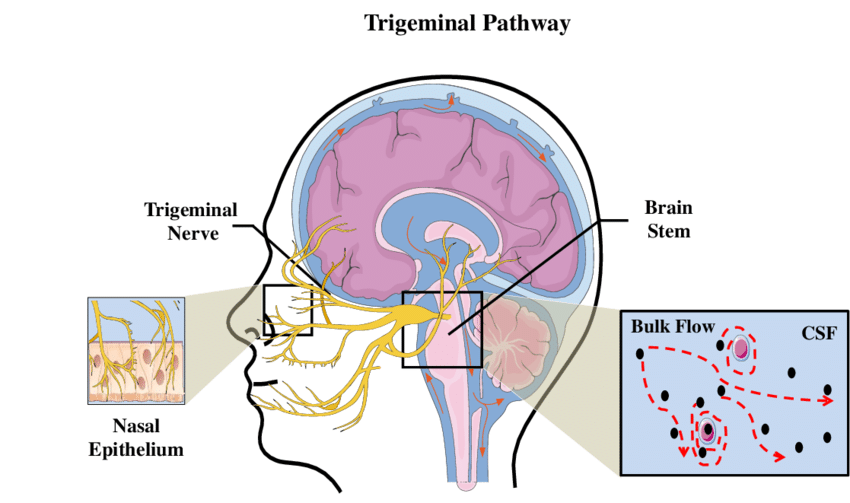 Schematic Representation Of The Trigeminal Nerve Pathway (850x503), Png Download
