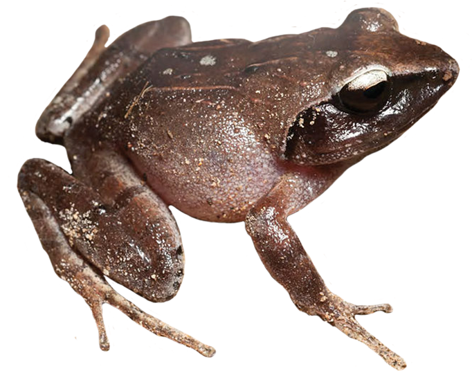 Royalty Free Library Clip Art Brown Coqui (827x549), Png Download