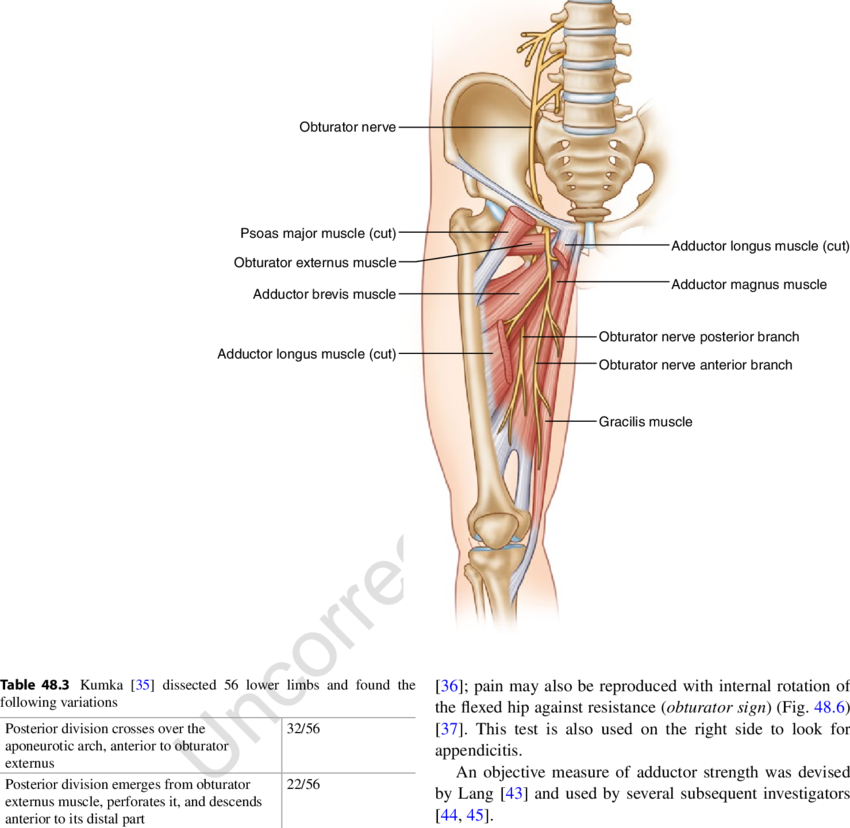 3 Anatomy Of The Obturator Nerve (850x828), Png Download
