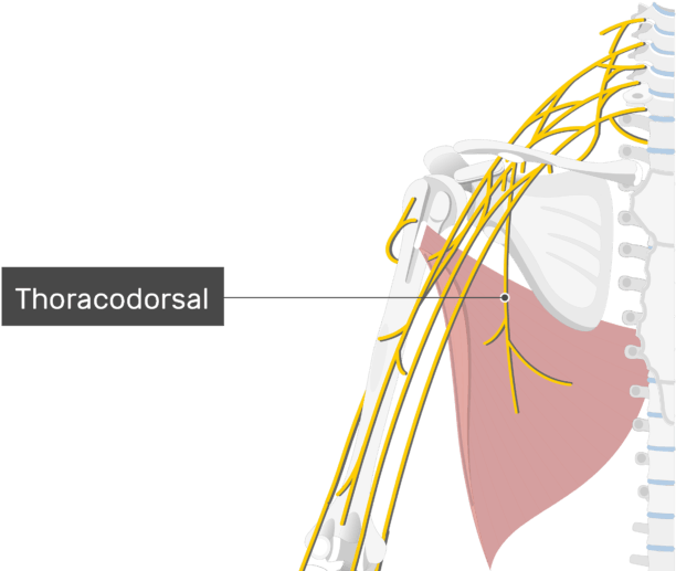 An Image Showing The Thoracodorsal Nerve Coming Out (664x550), Png Download