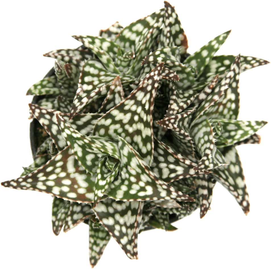 Aloe "snowstorm" Succulent Plant (1024x1024), Png Download