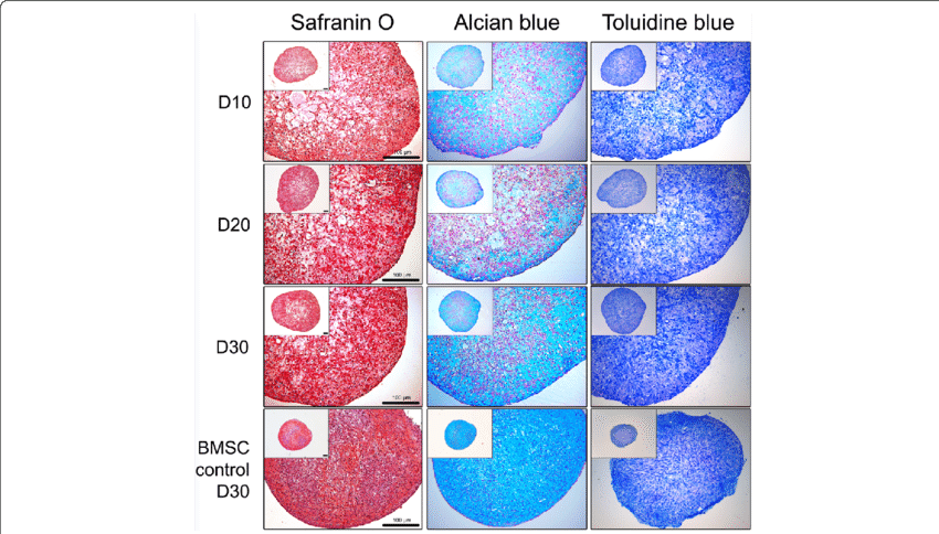 Histological Analysis Of Cbmc Hipsc Derived Chondrogenic (850x484), Png Download