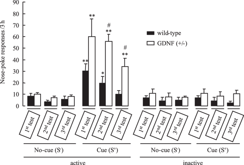 Active And Inactive Nose Poke Responses During Cue (850x574), Png Download