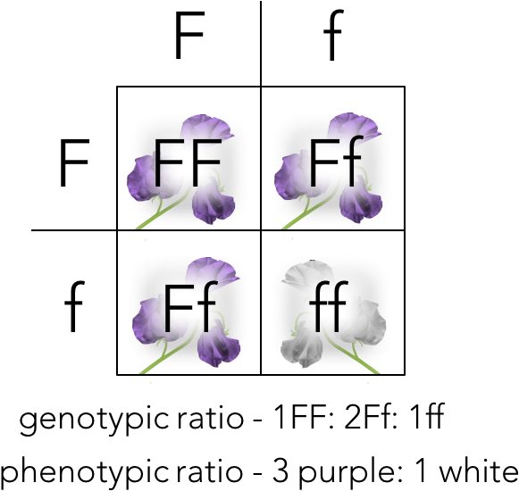 Punnett Square Of A Monohybrid Cross (771x598), Png Download
