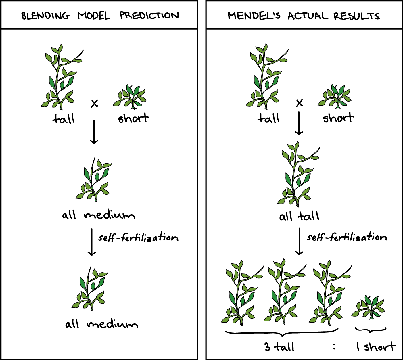 Image Comparing The Predictions Of The Blending Model (1806x1288), Png Download