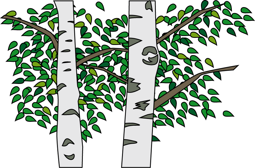Silver Birch (859x568), Png Download
