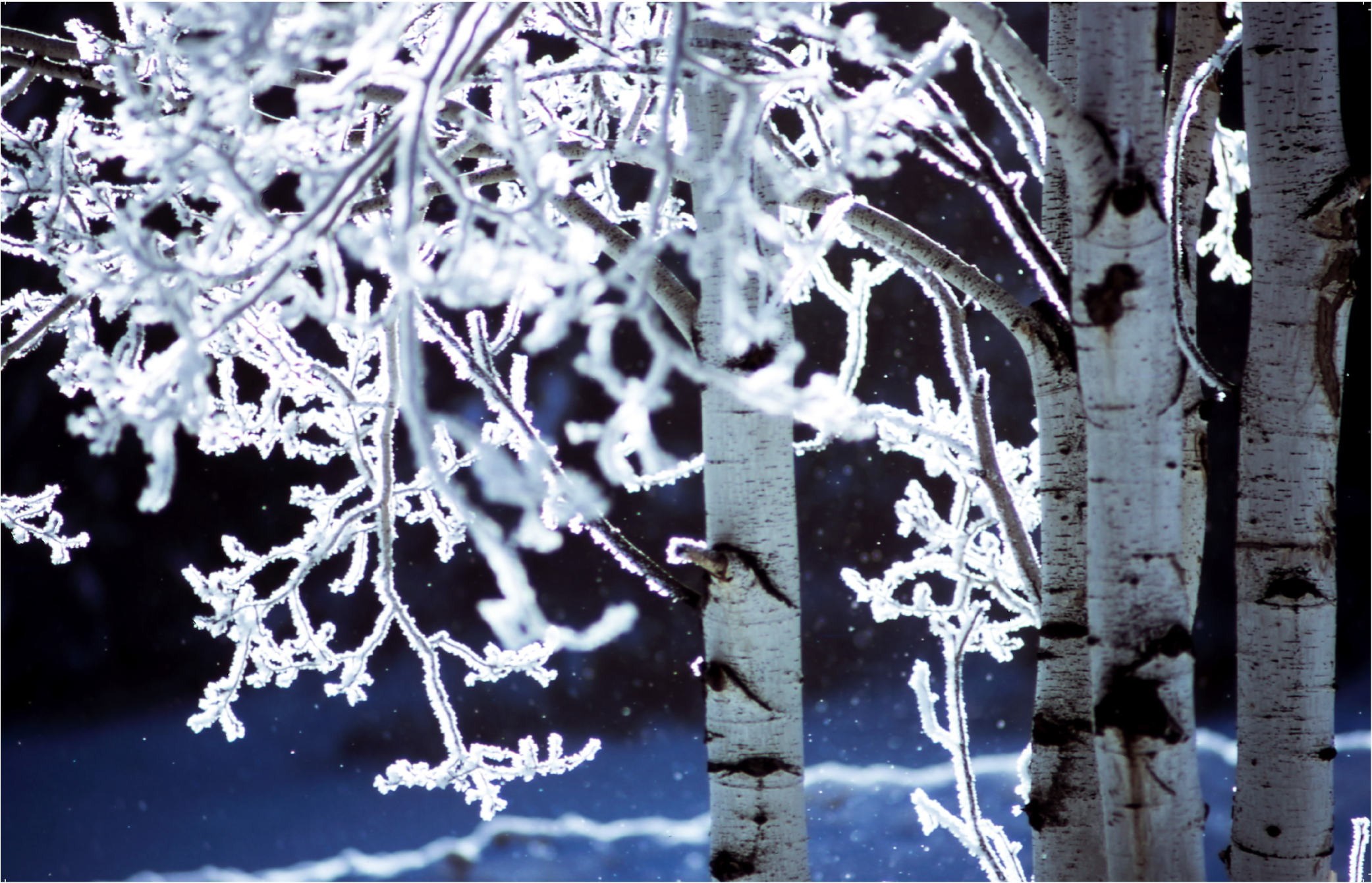 50020 Snowy Birch (2083x2179), Png Download