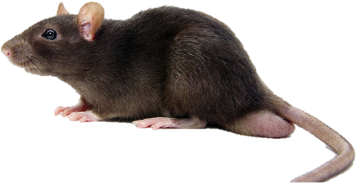 Nombre Científico - (736x464), Png Download