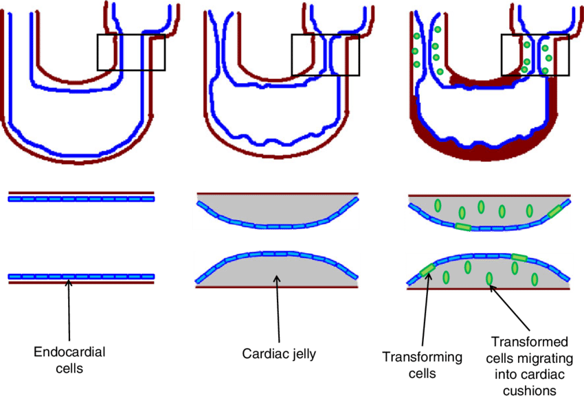 Illustration Of Emt In The Developing Heart (850x580), Png Download