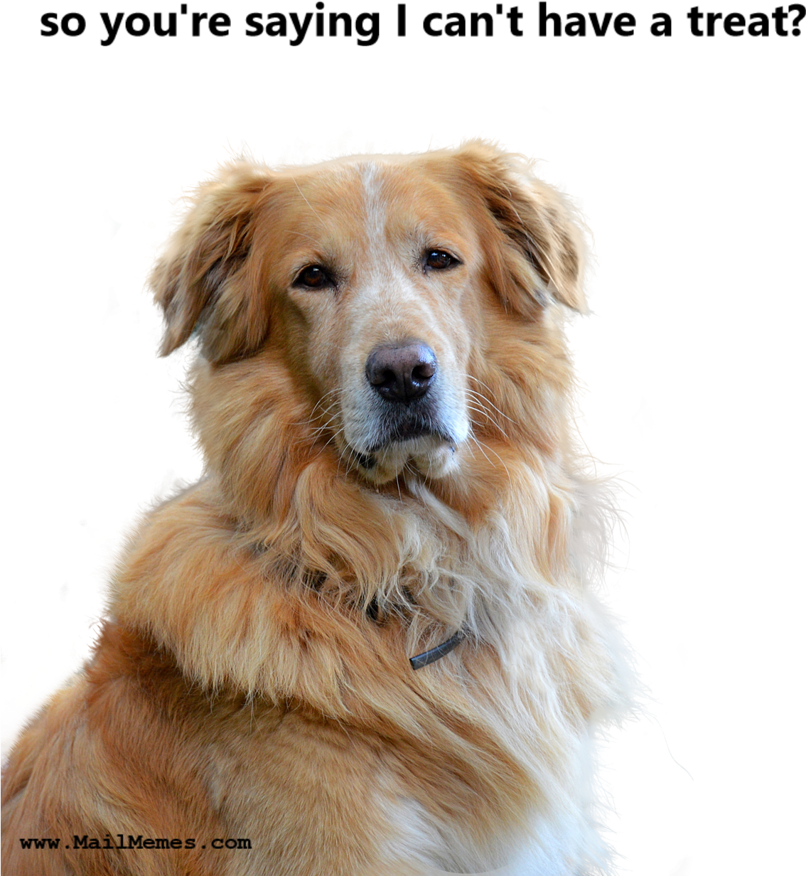 No Treat (1195x1280), Png Download