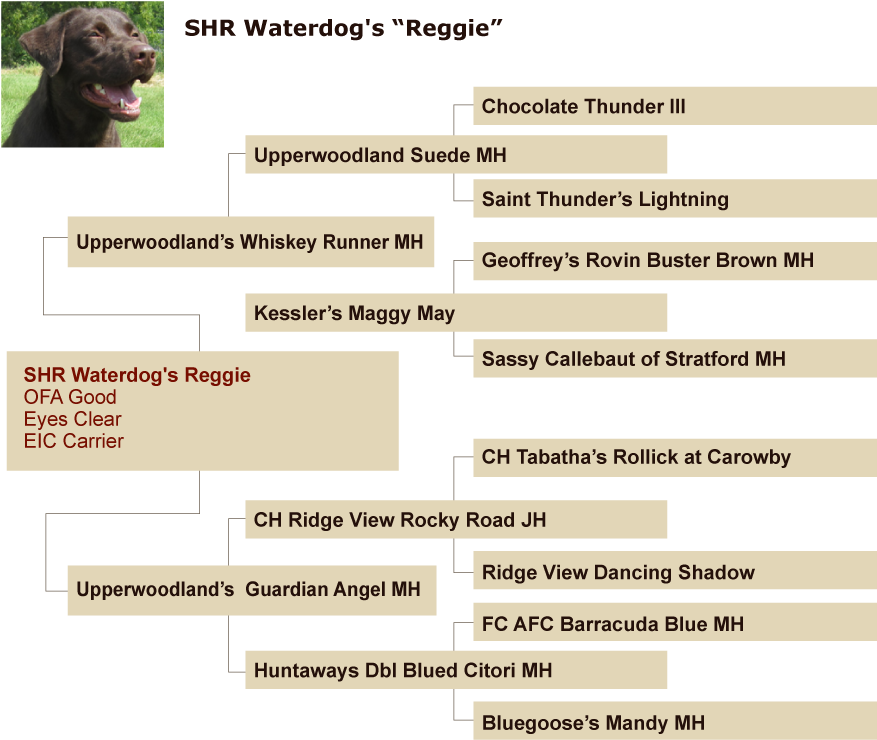 Certificate Of Pedigree (950x790), Png Download