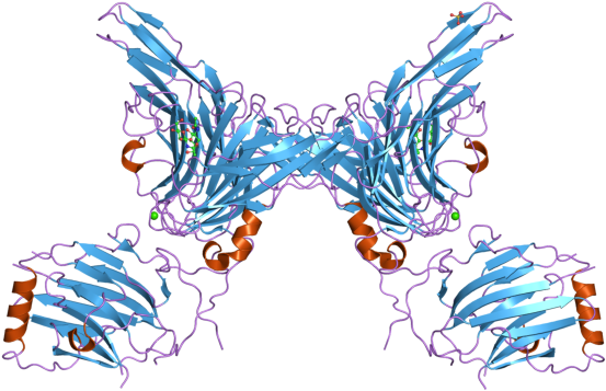 Pdb 2c5d Ebi (800x600), Png Download