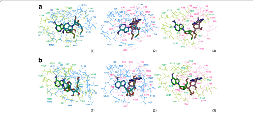 Residues Involved In Mta And Heta Binding Into The (850x379), Png Download