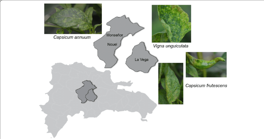 The Provinces In Dominican Republic Where Symptomatic (850x448), Png Download