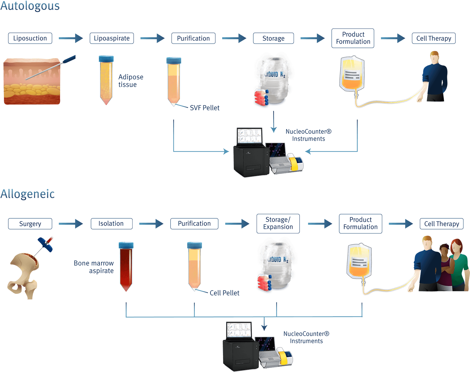 Counting Of Mesenchymal Stem Cells (1609x1290), Png Download