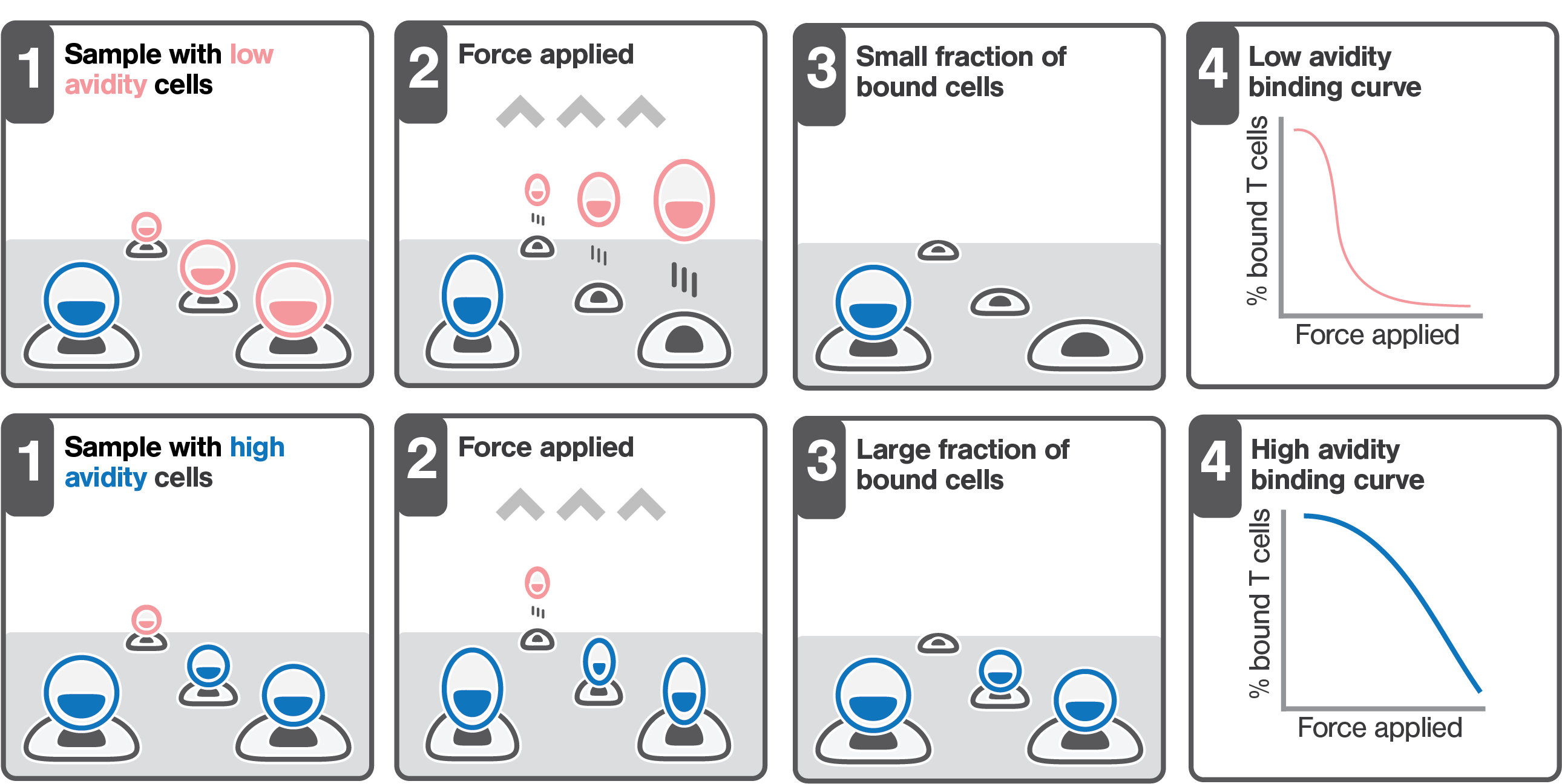 Cell Cell Avidity Based Screening Sorting Z Movi (2656x1317), Png Download