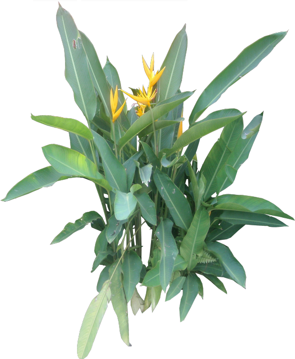 Next - Ornamental Plant Png Free (600x730), Png Download