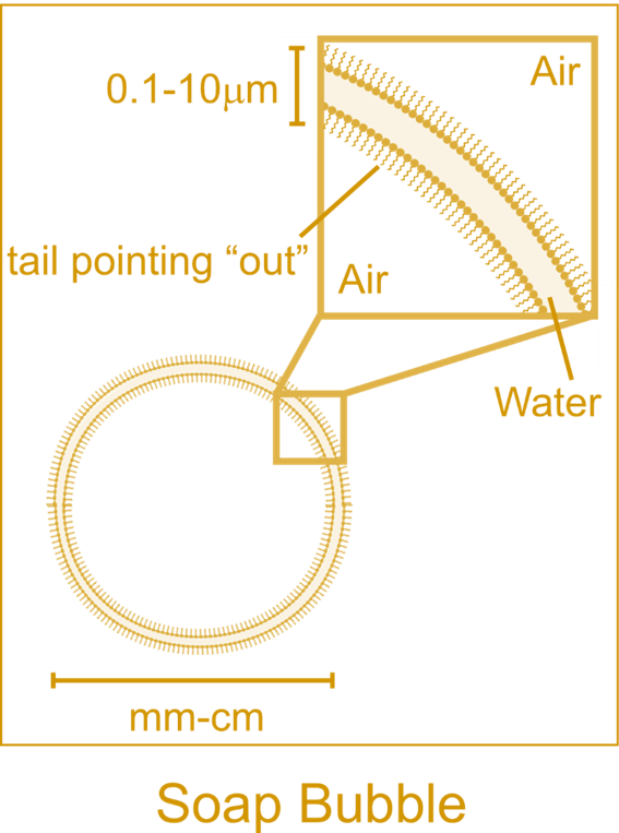 In The Zoomed-in Area Of The Bubble, The White Part - Structure Of Soap Bubble (567x763), Png Download