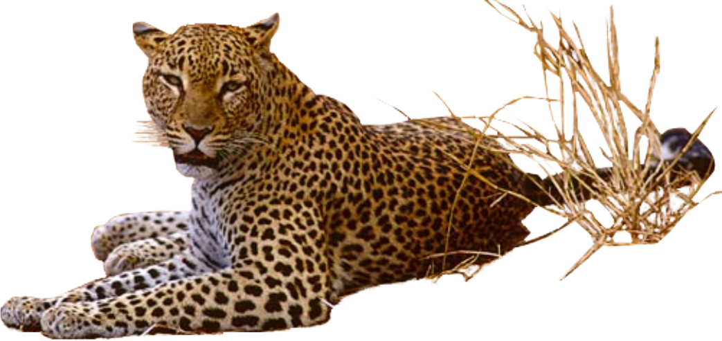 Leopard Transparent Png - Leopard With Transparent Background (1024x484), Png Download