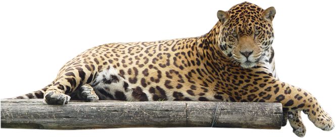 Download - Jaguar Animal Png (675x301), Png Download