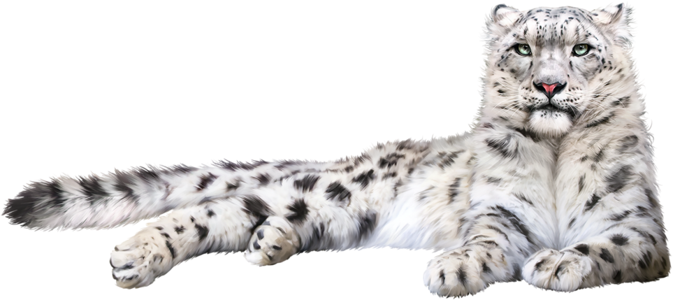 Snow Leopard Png (1024x560), Png Download