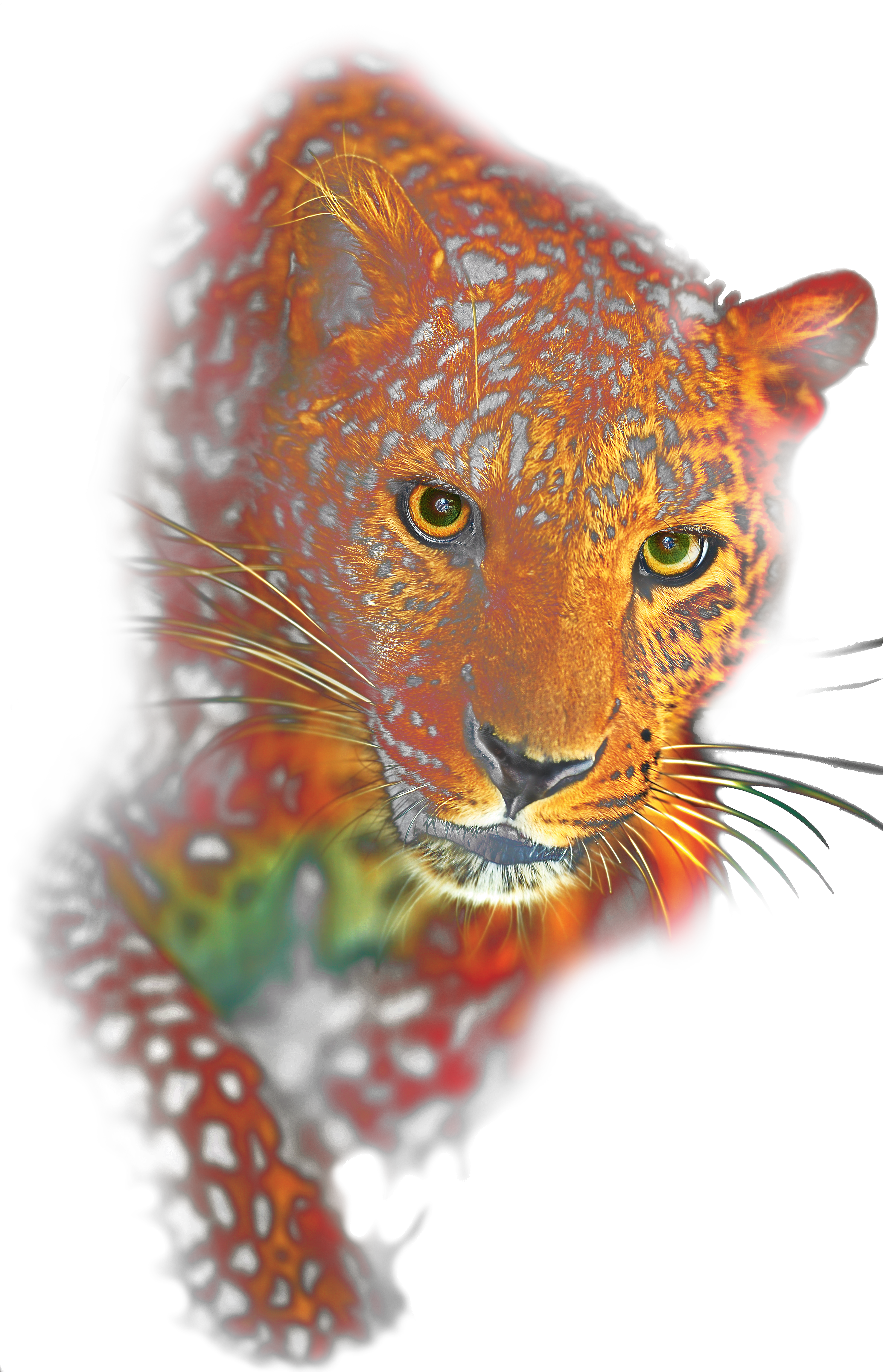 Leopard - African Leopard (2952x4584), Png Download