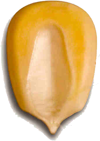 I Can't Say That I Was Initially To Pumped To Watch - Movie Kernels (350x498), Png Download