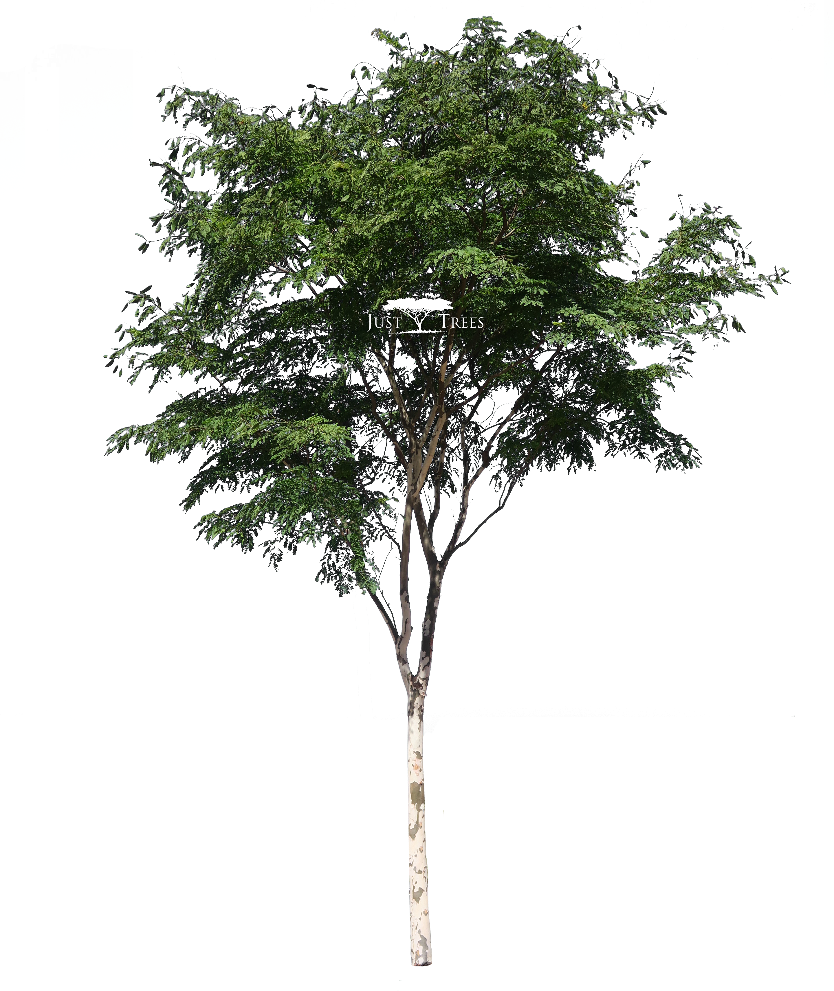 Download Caesalpina Ferrea - South African Tree Png PNG Image with No  Background 
