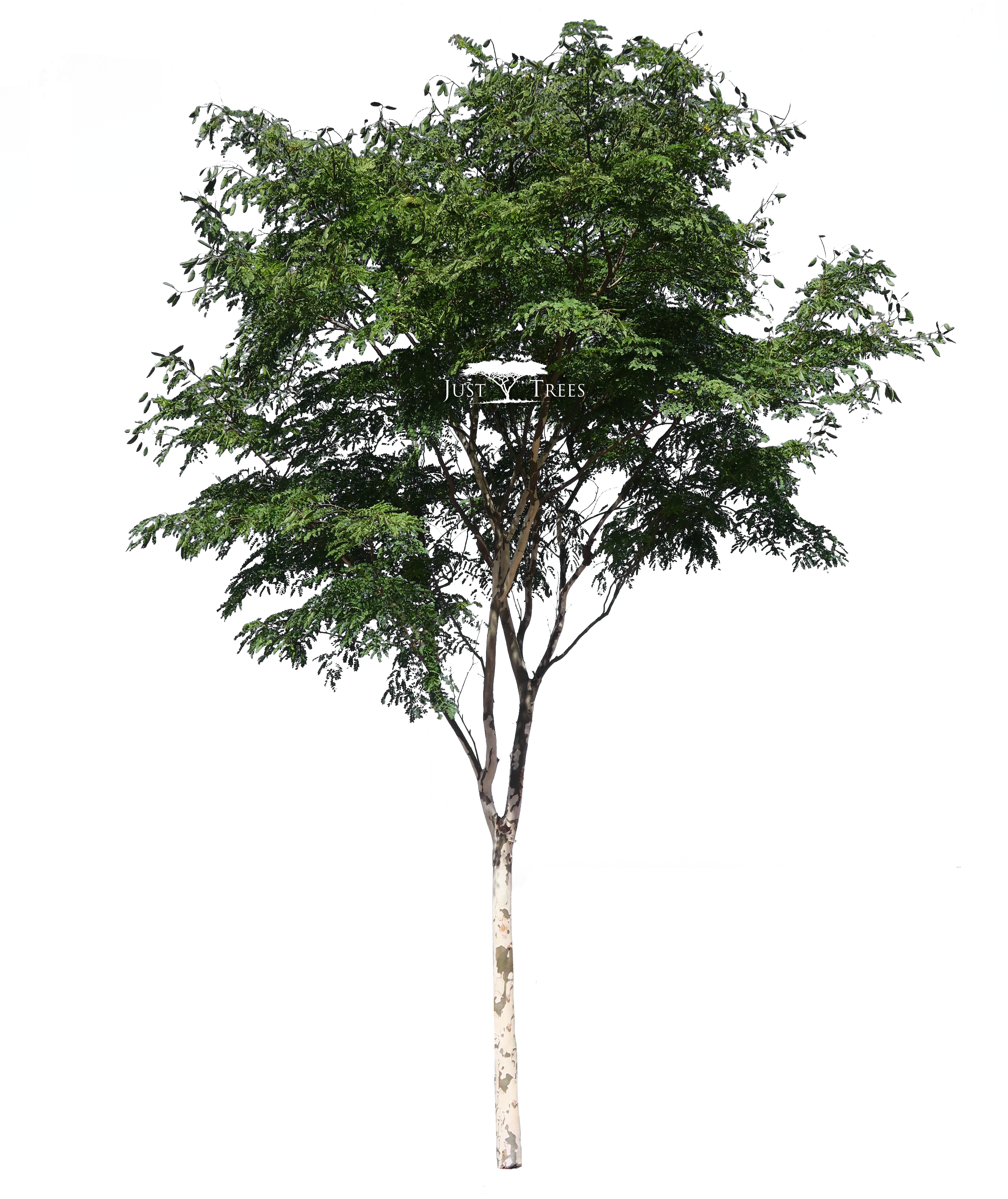 Download Caesalpina Ferrea South African Tree Png Png Image With No Background Pngkey Com