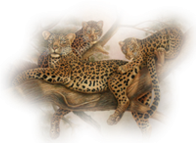 Leopard Png Transparent Images - Leopard (640x480), Png Download