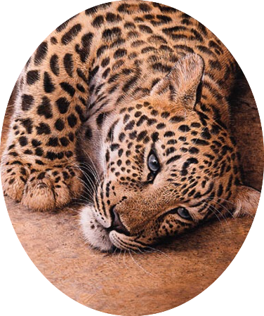 Trevor Boyer Young Leopard - African Leopard (376x450), Png Download