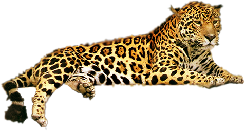 Leopard Png Transparent Free Images Png Only - Leopardo Png (477x255), Png Download