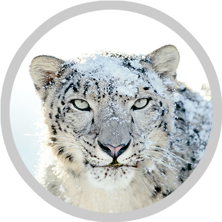 Leopard - Snow Leopard Hemis National Park (450x450), Png Download