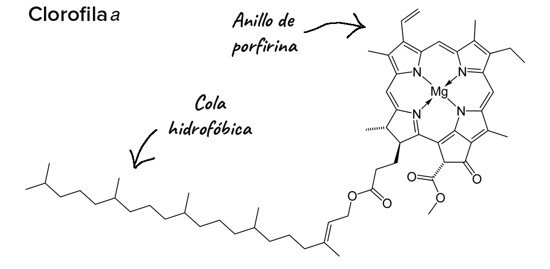 Main Page Hero Text - Calligraphy (880x454), Png Download