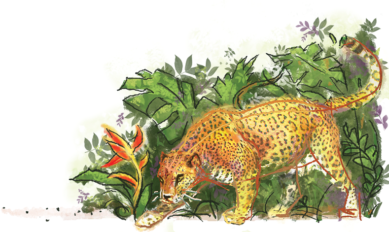 Jaguar In The Jungle (850x470), Png Download