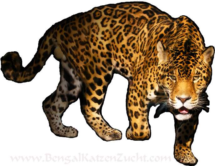 Vliesová Fototapeta Dimex Panter | 220x220 Cm (691x538), Png Download