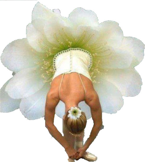 Transparent Background - Bailarinas De Ballet Con Flores (490x549), Png Download