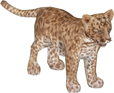 African Leopard Young8 - Leopard (386x386), Png Download