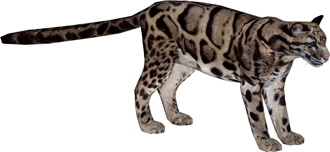Kitty Leopard, Backgrounds Img, Rating Wallpaper - Clouded Leopard Png (1053x1053), Png Download