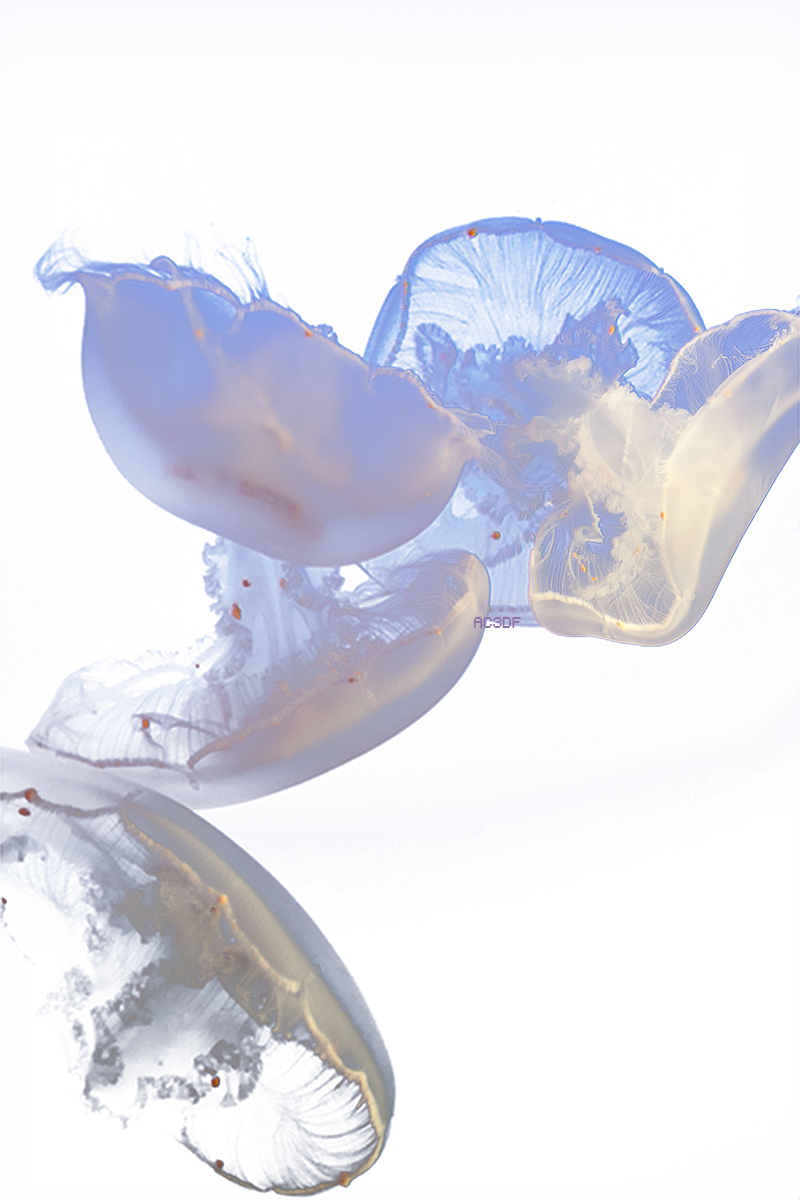 Jelly Fish Pinterest And - Transparent Jellyfish (800x1200), Png Download