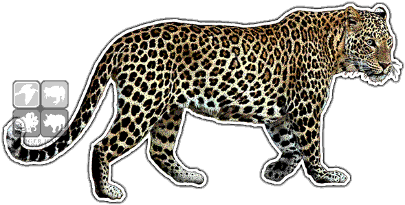 Indian Leopard Decal - Indian Leopard (590x315), Png Download