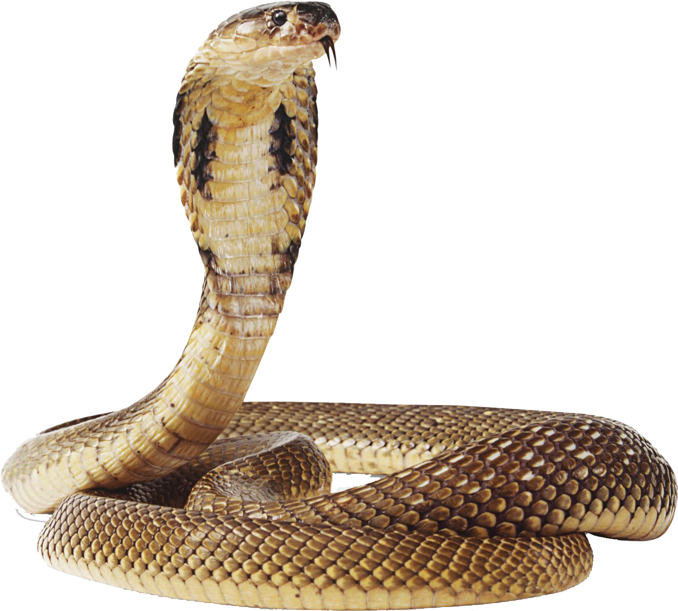 Cobra Snake Png Transparent Image - Snake Png (1399x1248), Png Download