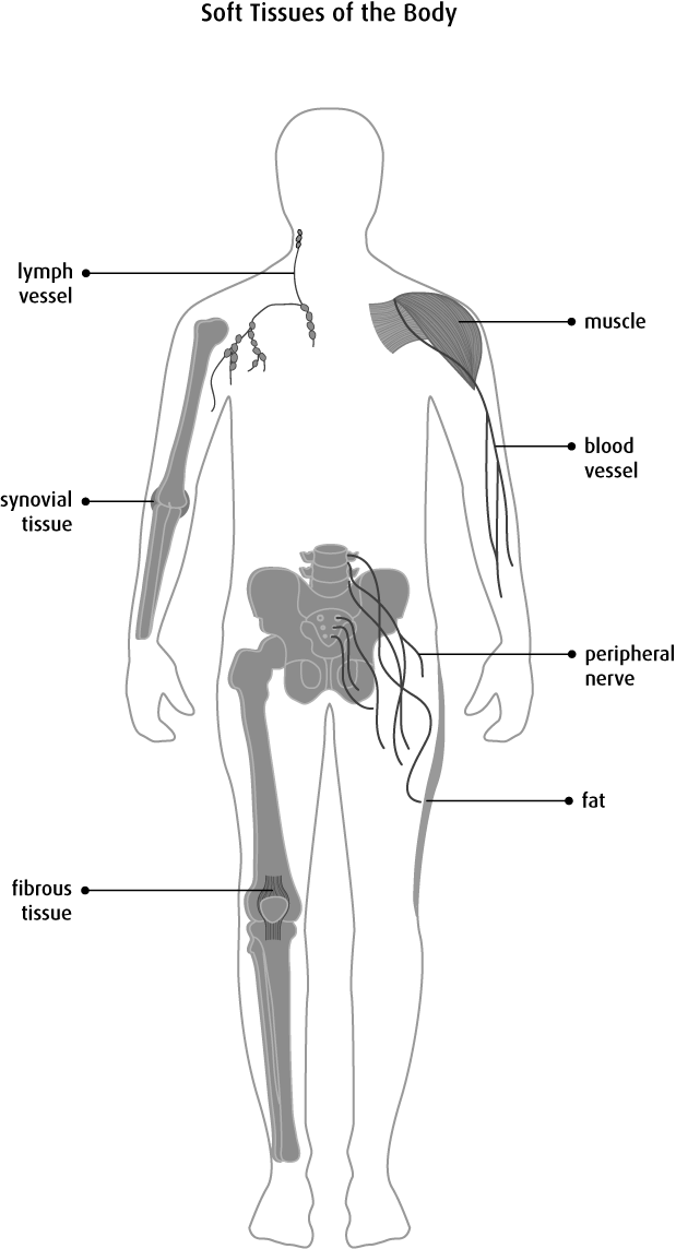 Diagram Of The Soft Tissues Of The Body - Tissus Mous (619x1144), Png Download